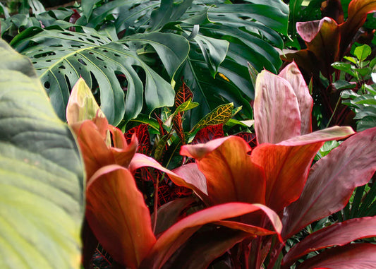 HERBAL REMEDIES WITH STARSEED RANCH